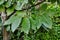 Chestnut - sweet chestnut - leaves in autumn colours - colourful foliage Castanea sativa