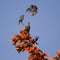 Chestnut-tailed starling in Bardia, Nepal