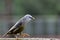 Chestnut Tailed Starling Bird walking