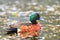 Chestnut Teal