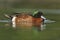 Chestnut Teal, Anas castanea