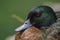 Chestnut Teal (Anas castanea)