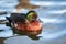 Chestnut teal duck