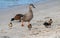 Chestnut Teal and Mallard duck and ducklings at the waterfront