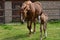 Chestnut Thoroughbred Colt and warmblood mare in lush pasture