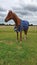 Chestnut thoroughbred gelding in blue lightweight turnout rug standing in green field on equestrian livery farm with clouded skies