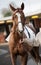 Chestnut thoroughbred horse before race. Paris, France