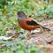 Chestnut Thrush bird