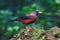 Chestnut Thrush Turdus rubrocanus Beautiful Birds of Thailand