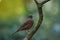 Chestnut thrush Turdus rubrocanus bird