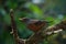 Chestnut thrush Turdus rubrocanus bird