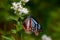Chestnut Tiger Butterfly