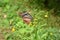 Chestnut tiger butterfly female Parantica sita.