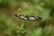 Chestnut tiger butterfly female Parantica sita.