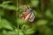 Chestnut tiger butterfly female Parantica sita.