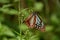 Chestnut tiger butterfly female Parantica sita.