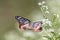 Chestnut Tiger butterfly flying in the thoroughwort flower garden