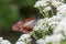 Chestnut Tiger butterfly sucking nectar from a thoroughwort flower