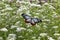 Chestnut Tiger butterfly sucking nectar from a thoroughwort flower