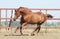 Chestnut trakehner horse