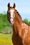 Chestnut Trakehner horse stallion portrait