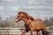 Chestnut trakehner stallion horse galloping in big paddock in spring