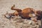 chestnut trakehner stallion horse rolling in sand in paddock in spring daytime