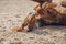 Chestnut trakehner stallion horse rolling in sand in paddock in spring daytime