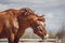 Chestnut trakehner stallion horse shaking head on sky background in spring