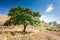 Chestnut tree in arid climate of Calabria