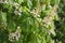 Chestnut tree in bloom, white flowers