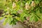 Chestnut tree blooming with white tassels of flowers in warm spring days