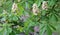 Chestnut tree blooming with white tassels of flowers in warm spring days