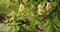 Chestnut tree blooming with white tassels of flowers in warm spring days