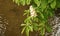 Chestnut tree blooming with white tassels of flowers in warm spring days