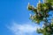 Chestnut tree with blossoming spring flowers against blue sky, seasonal floral background