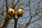 Chestnut tree branch buds, close up detail, spring sunny day, blurry branches and sky background