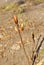 Chestnut tree branch buds, spring sunny day, blurry bokeh