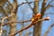 Chestnut tree branch close up detail buds, spring sunny day, blurry sky bokeh