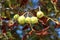 Chestnut tree branch with multiple closed spiny cupule surrounded with autumn leaves