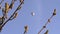 Chestnut tree branches with buds and blurred air balloon fly. Static shot