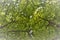 Chestnut tree branches and leaves in gentle mist