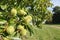 Chestnut tree British countryside