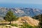 Chestnut tree in calabrian landscape