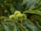 Chestnut tree close up with green unriped chestnuts