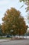 Chestnut tree in the fall in the city square