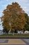 Chestnut tree in the fall in the city square