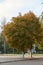 Chestnut tree in the fall in the city square