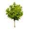 Chestnut tree isolated