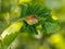 Chestnut tree, leaf gall. Caused by Dryocosmus kuriphilus.